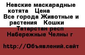 Невские маскарадные котята › Цена ­ 20 000 - Все города Животные и растения » Кошки   . Татарстан респ.,Набережные Челны г.